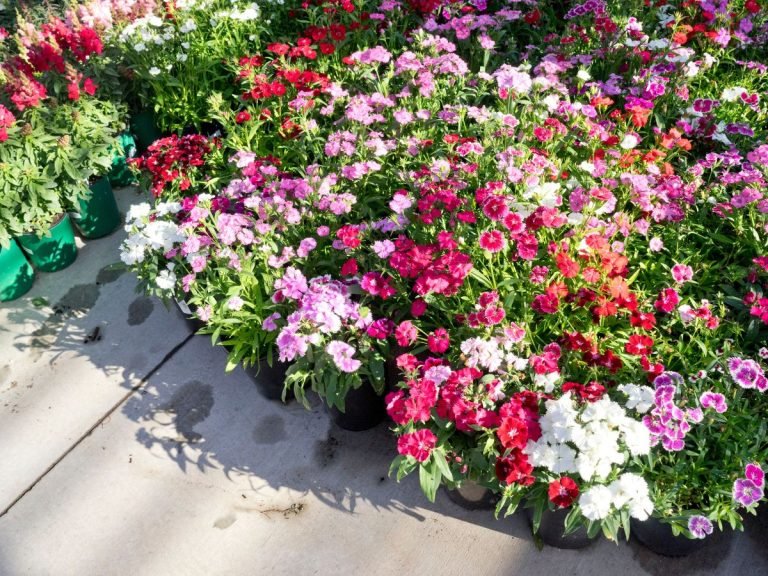 6 Tips on How to Take Care of Your Plants