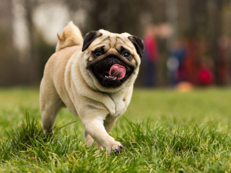 Tips for Choosing a Healthy Diet for Your Dog