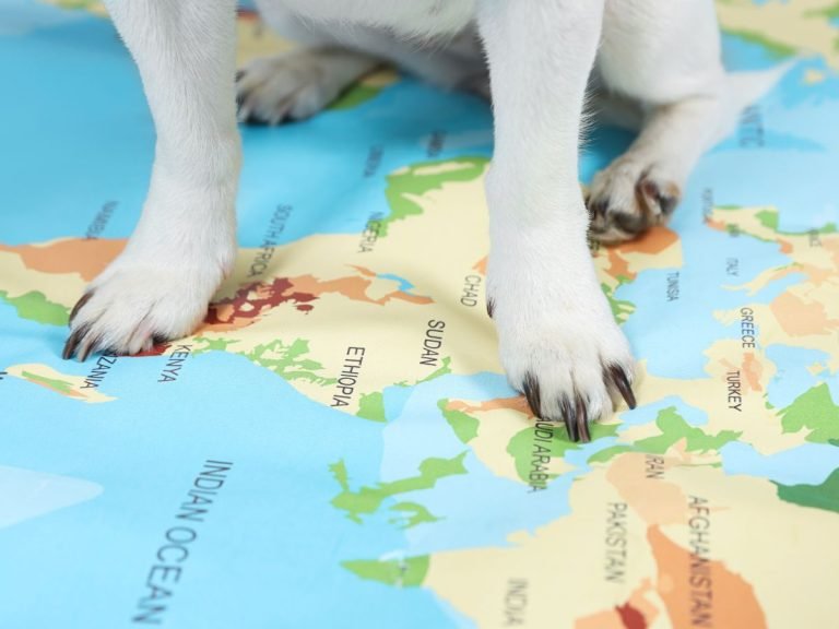 Traveling with Your Furry Friends: Purrfect Tips for Cat and Dog Owners!